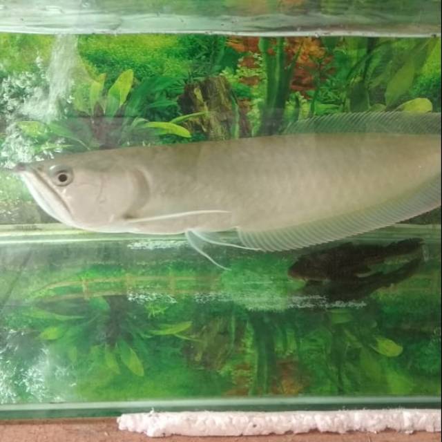 Detail Gambar Ikan Arwana Silver Nomer 42