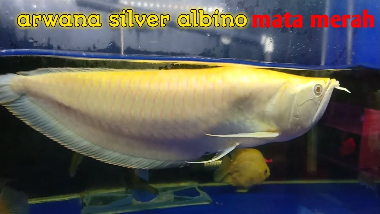 Detail Gambar Ikan Arwana Silver Nomer 46