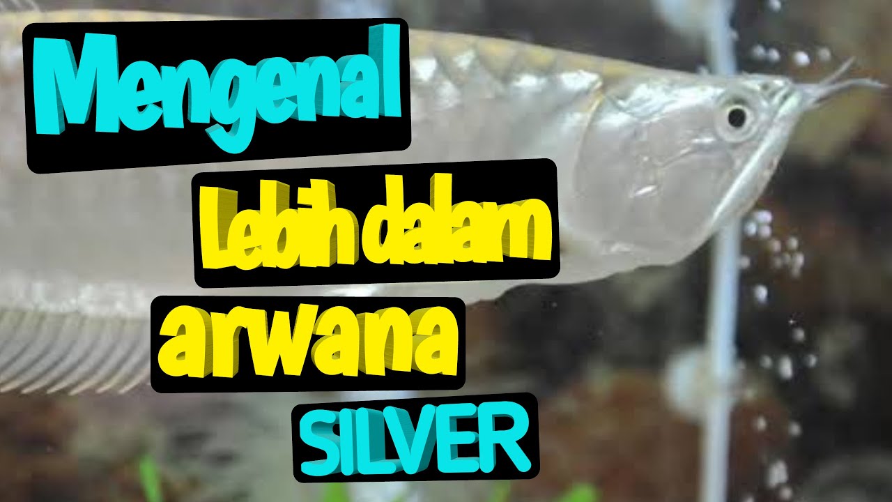 Detail Gambar Ikan Arwana Silver Nomer 47