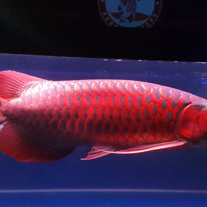 Detail Gambar Ikan Arwana Super Red Nomer 11
