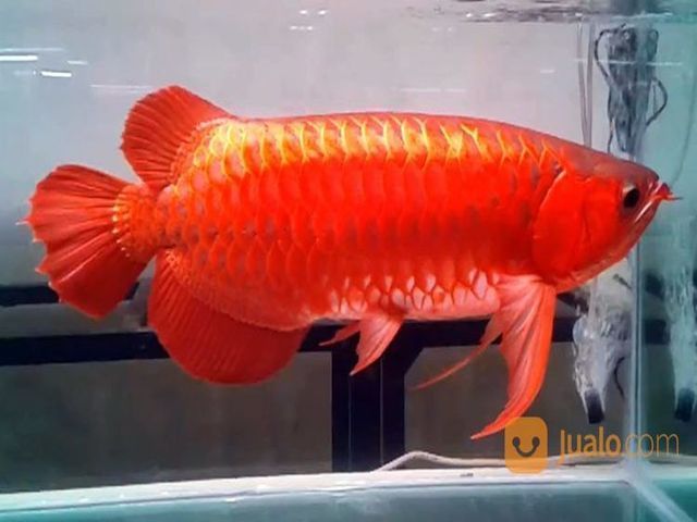 Detail Gambar Ikan Arwana Super Red Nomer 14