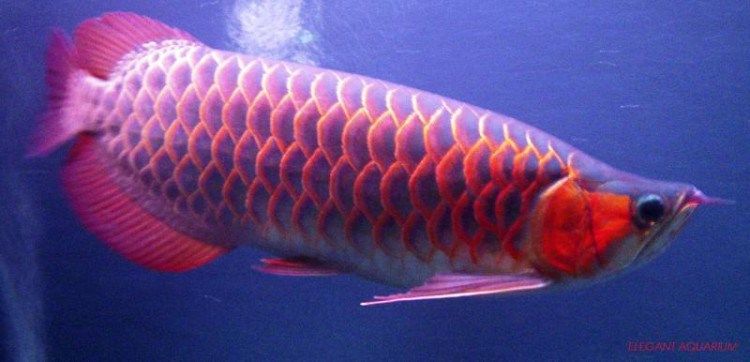 Detail Gambar Ikan Arwana Super Red Nomer 19
