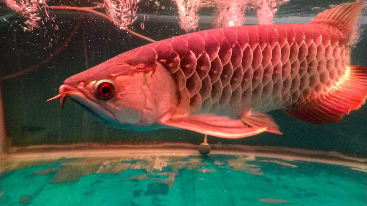 Detail Gambar Ikan Arwana Super Red Nomer 30