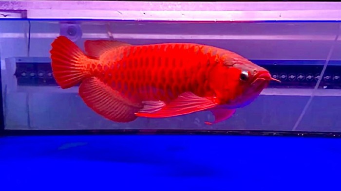 Detail Gambar Ikan Arwana Super Red Nomer 5