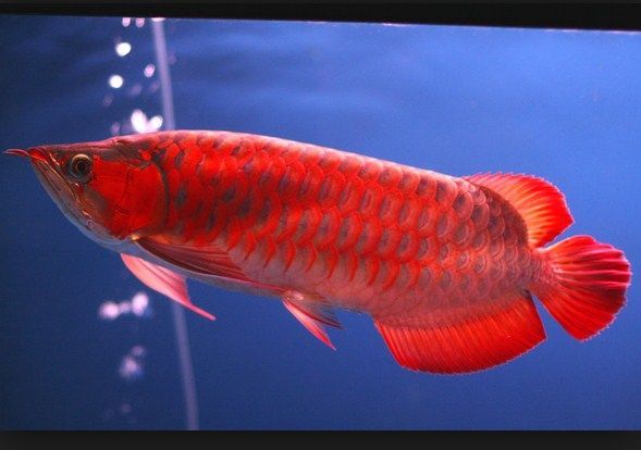 Detail Gambar Ikan Arwana Super Red Nomer 6