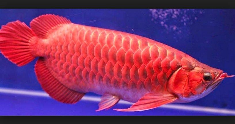 Detail Gambar Ikan Arwana Super Red Nomer 10