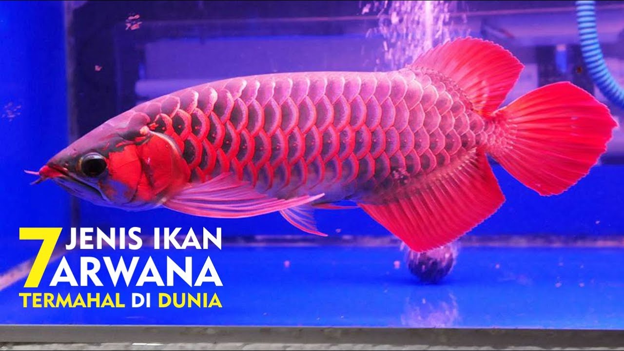 Gambar Ikan Arwana Termahal - KibrisPDR