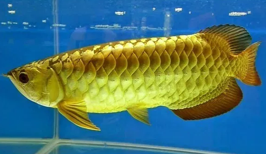 Download Gambar Ikan Arwana Termahal Nomer 15