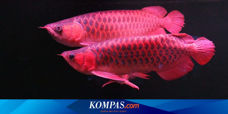 Detail Gambar Ikan Arwana Termahal Nomer 17