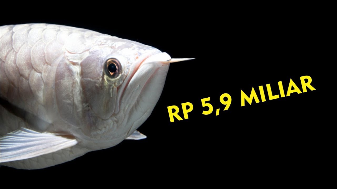 Detail Gambar Ikan Arwana Termahal Nomer 24