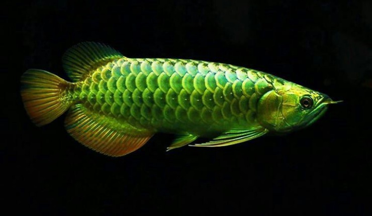 Detail Gambar Ikan Arwana Termahal Nomer 28