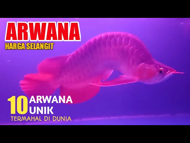 Detail Gambar Ikan Arwana Termahal Nomer 34