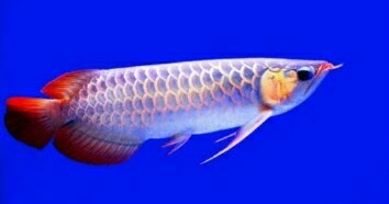 Detail Gambar Ikan Arwana Termahal Nomer 45