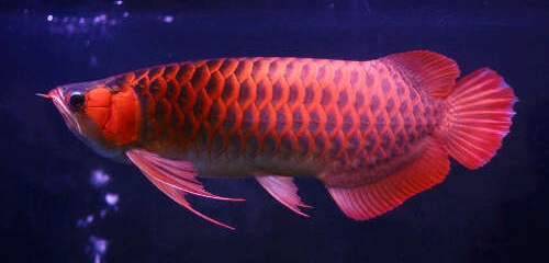 Detail Gambar Ikan Arwana Termahal Nomer 54