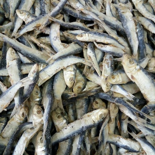 Detail Gambar Ikan Asin Sarden Nomer 25