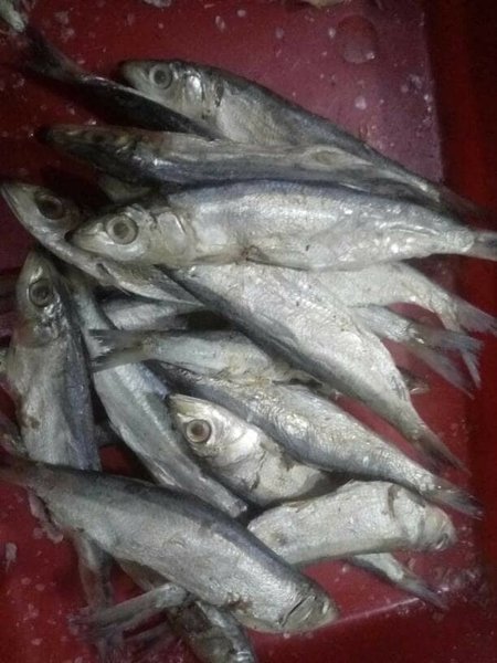 Detail Gambar Ikan Asin Sarden Nomer 43