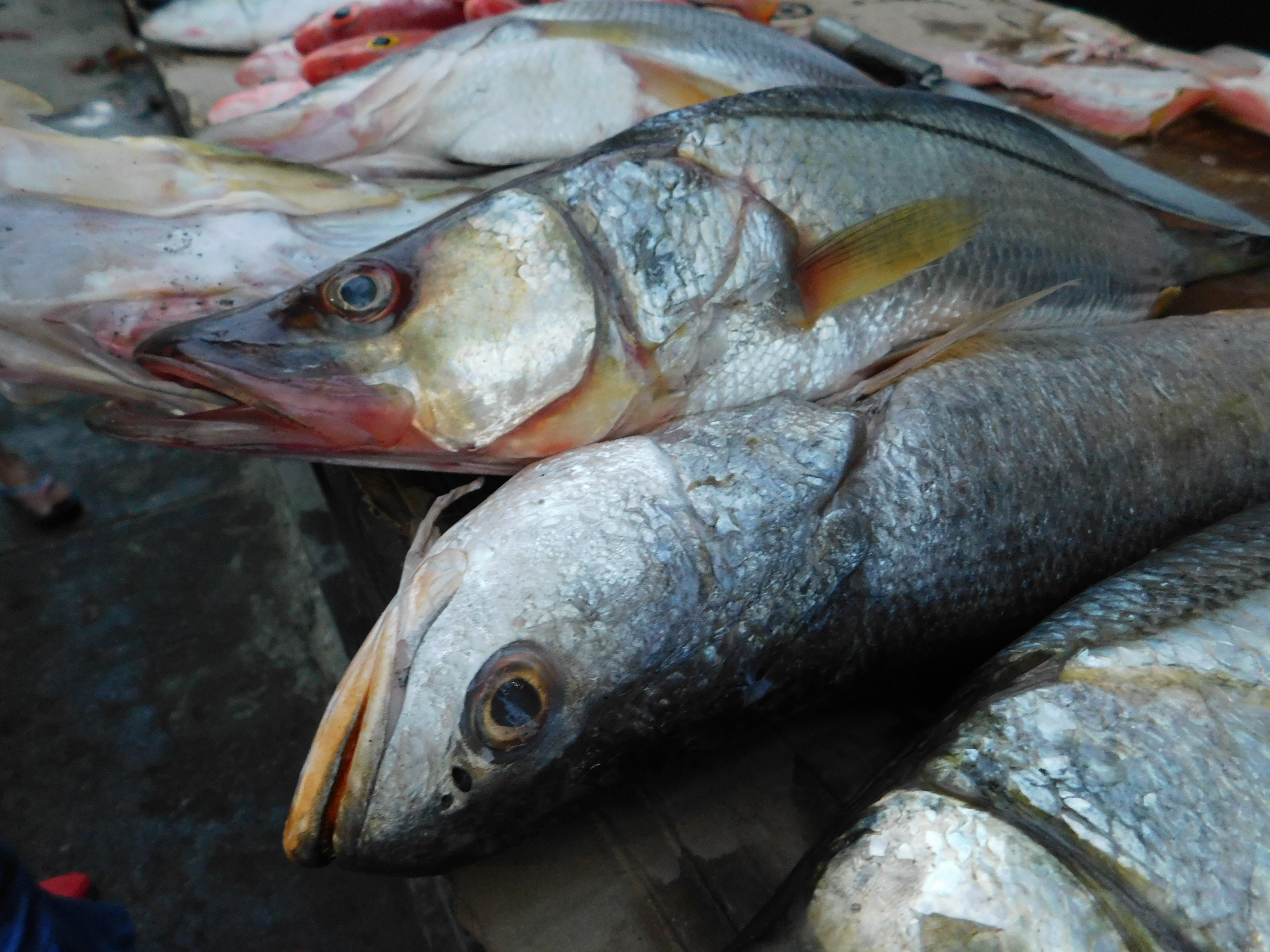 Detail Gambar Ikan Asin Sarden Nomer 50