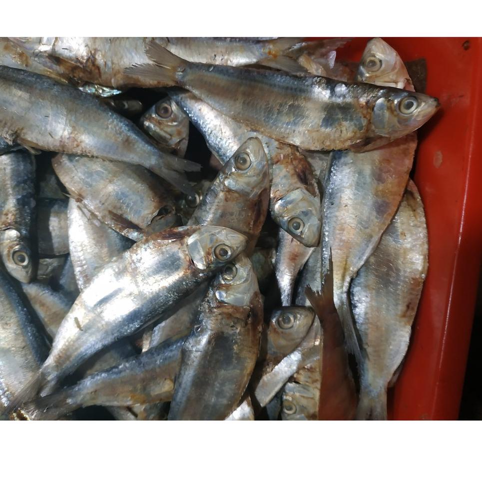 Detail Gambar Ikan Asin Tembang Nomer 14