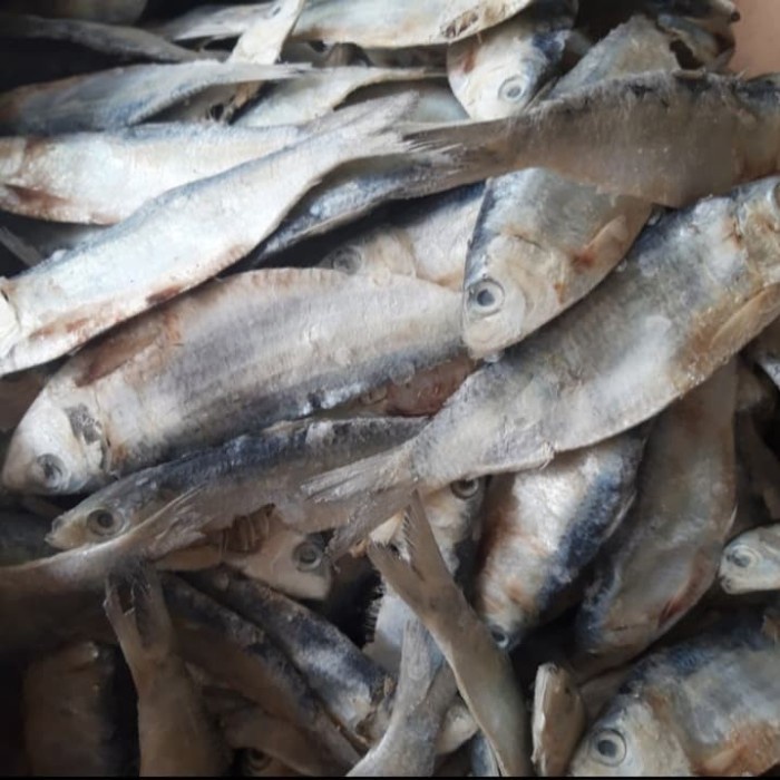 Detail Gambar Ikan Asin Tembang Nomer 15