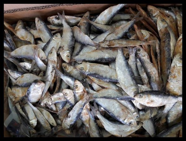 Detail Gambar Ikan Asin Tembang Nomer 16