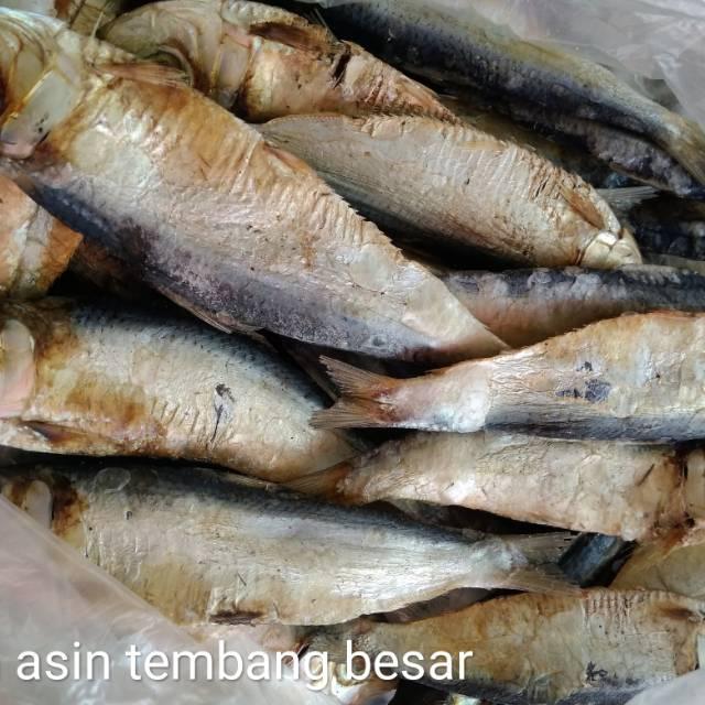 Detail Gambar Ikan Asin Tembang Nomer 26