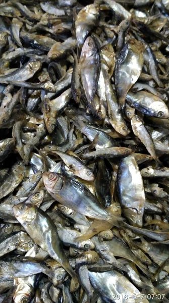 Detail Gambar Ikan Asin Tembang Nomer 31