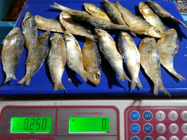 Detail Gambar Ikan Asin Tembang Nomer 55