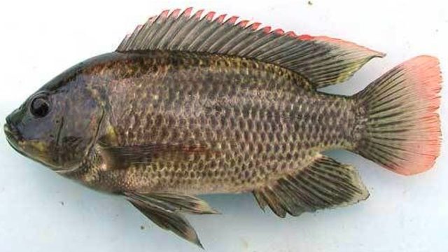 Gambar Ikan Asli - KibrisPDR