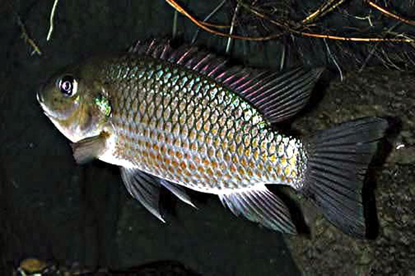 Detail Gambar Ikan Asli Nomer 15