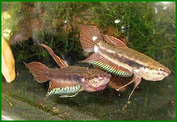 Detail Gambar Ikan Asli Nomer 22