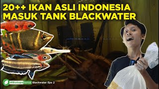 Detail Gambar Ikan Asli Nomer 34