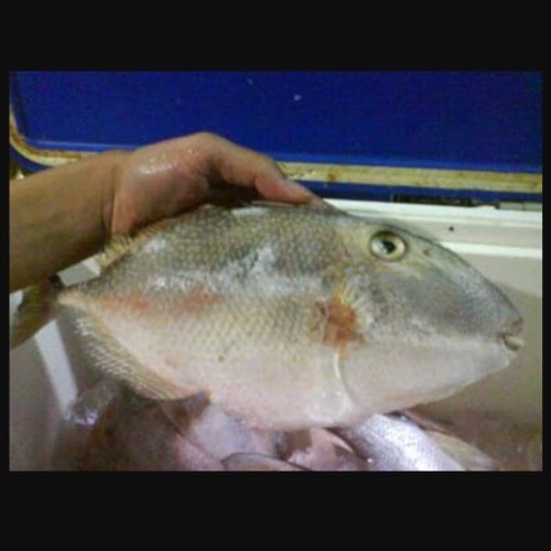 Detail Gambar Ikan Ayam Nomer 13