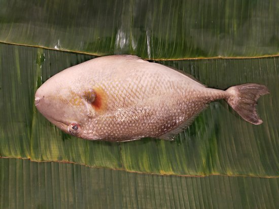 Detail Gambar Ikan Ayam Nomer 19