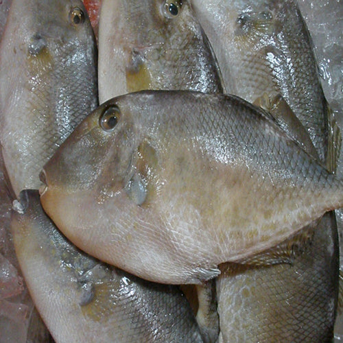 Detail Gambar Ikan Ayam Nomer 21