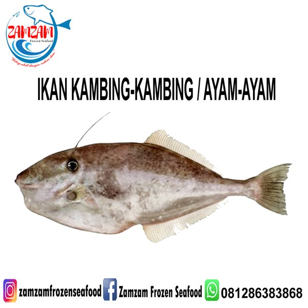 Detail Gambar Ikan Ayam Nomer 29