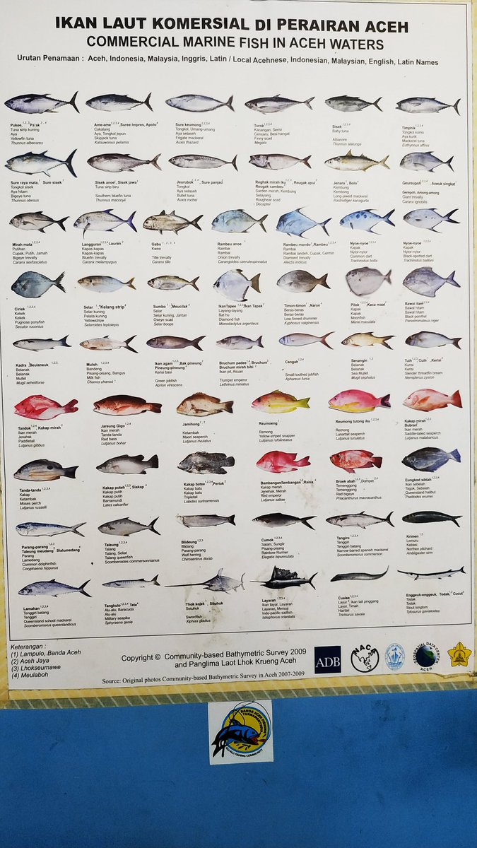 Detail Gambar Ikan Bambangan Nomer 37