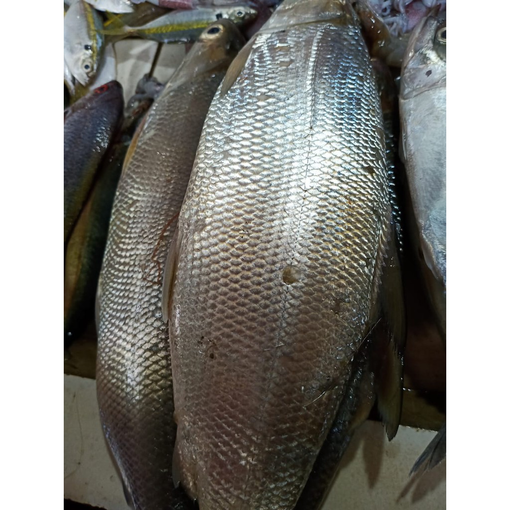 Detail Gambar Ikan Bandeng Besar Nomer 3