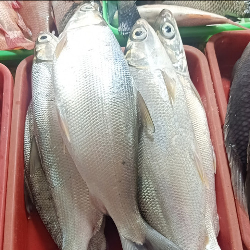 Detail Gambar Ikan Bandeng Besar Nomer 21