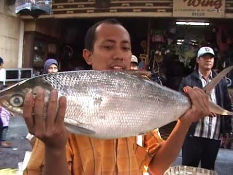 Detail Gambar Ikan Bandeng Besar Nomer 28