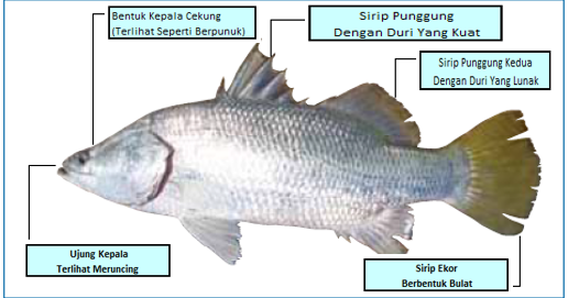 Detail Gambar Ikan Barramundi Nomer 14