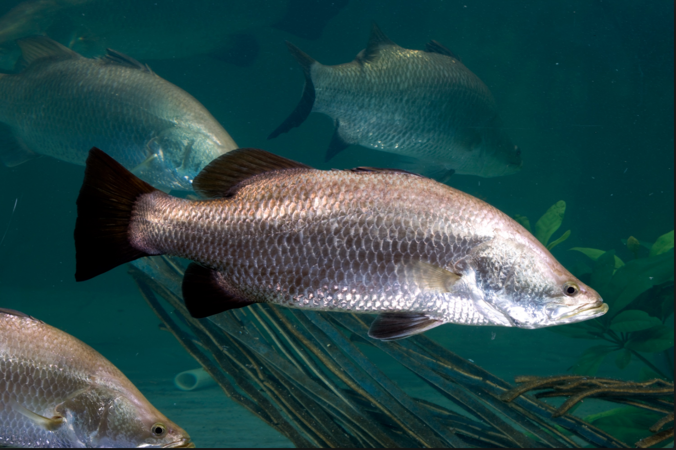 Detail Gambar Ikan Barramundi Nomer 19