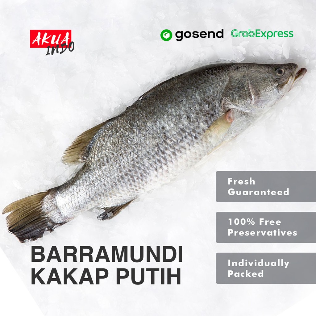 Detail Gambar Ikan Barramundi Nomer 23