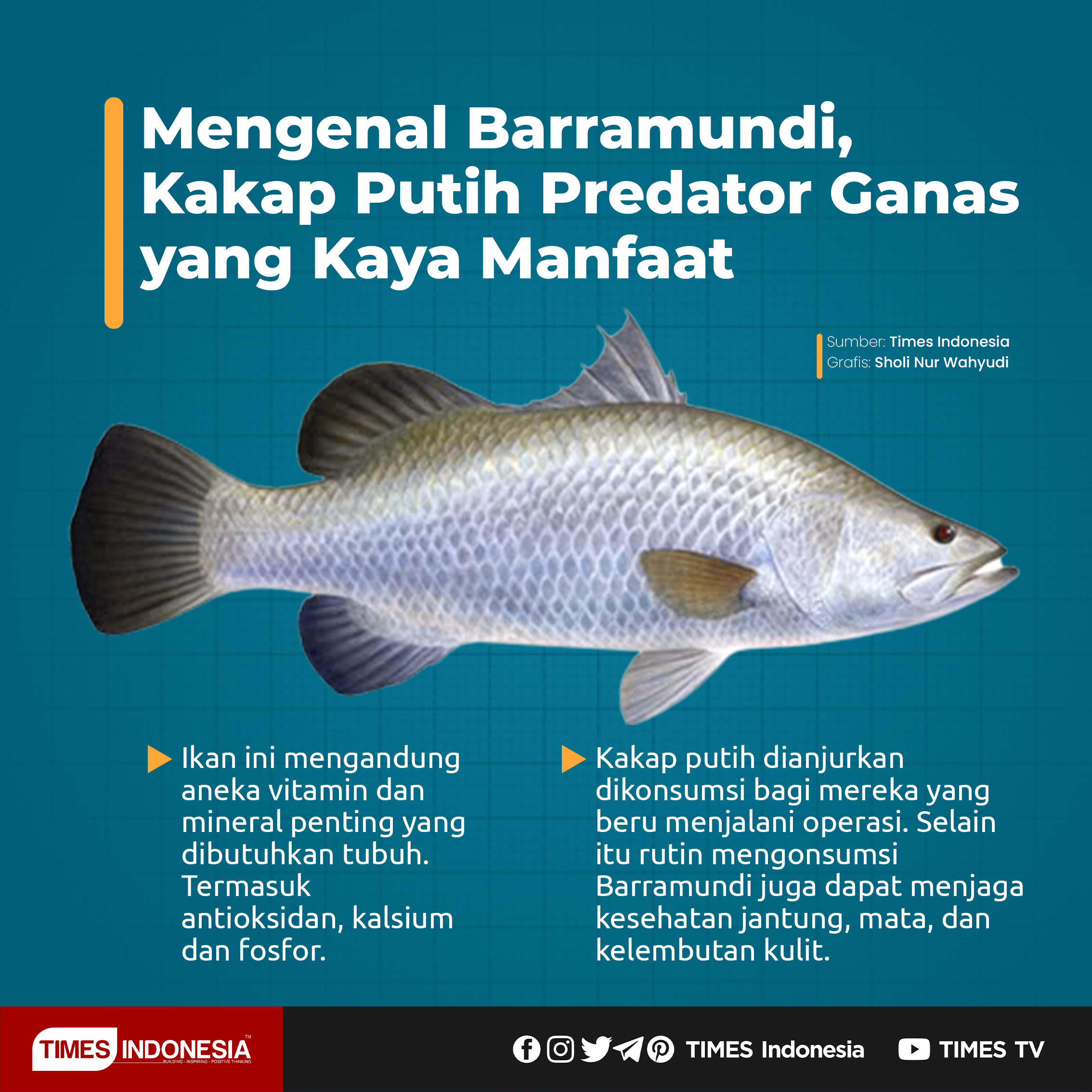 Detail Gambar Ikan Barramundi Nomer 28