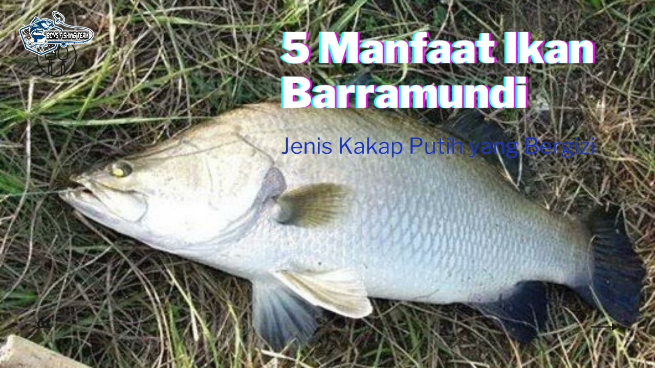 Detail Gambar Ikan Barramundi Nomer 7