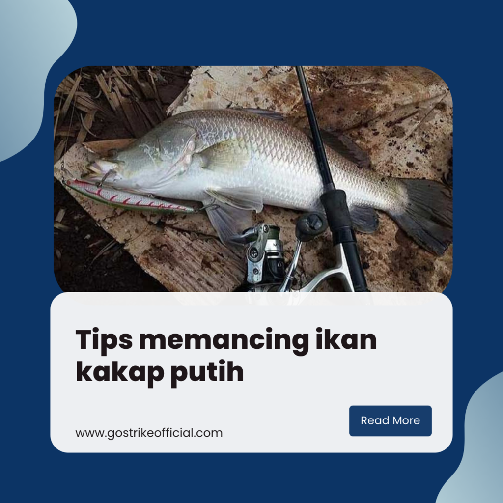 Detail Gambar Ikan Barramundi Animated Nomer 18