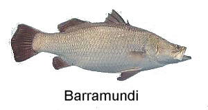 Detail Gambar Ikan Barramundi Animated Nomer 32
