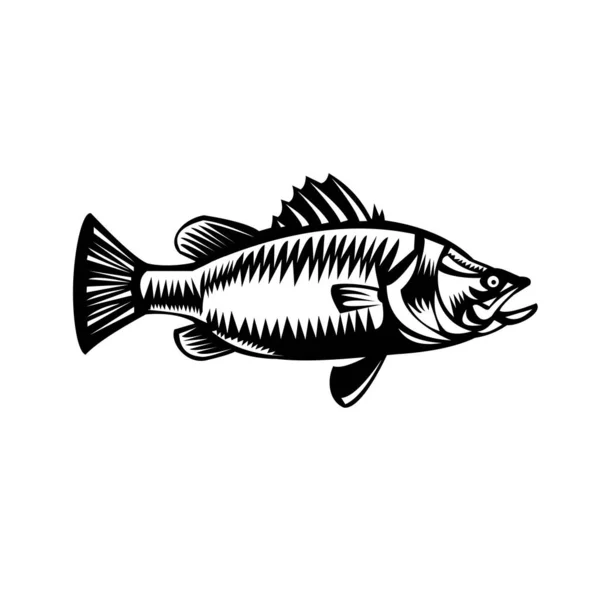 Detail Gambar Ikan Barramundi Animated Nomer 53