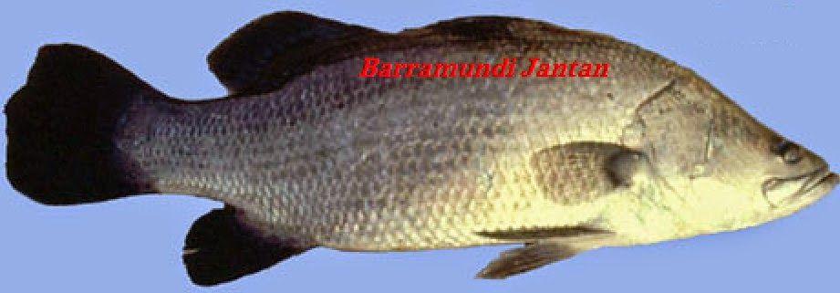 Gambar Ikan Barramundi Mata Merah - KibrisPDR