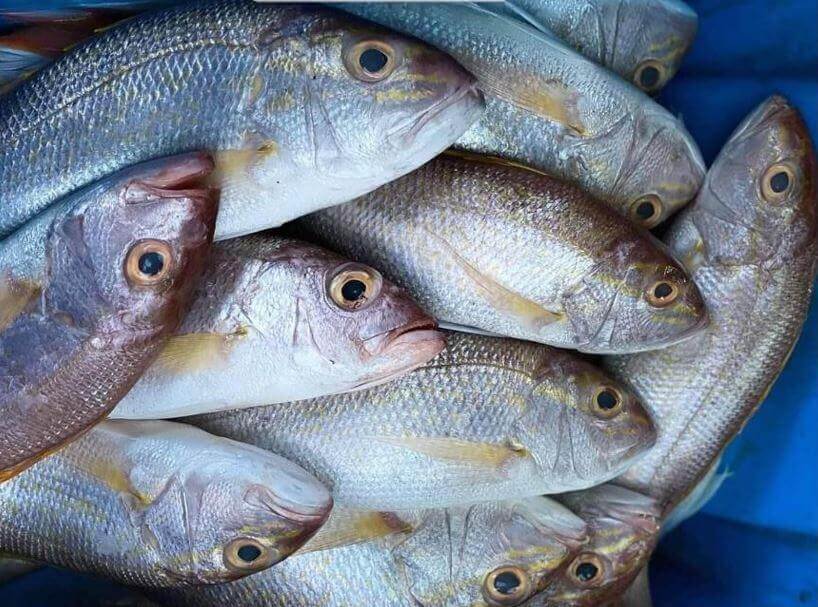 Detail Gambar Ikan Barramundi Mata Merah Nomer 2