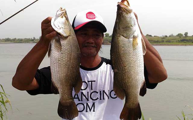 Detail Gambar Ikan Barramundi Mata Merah Nomer 12